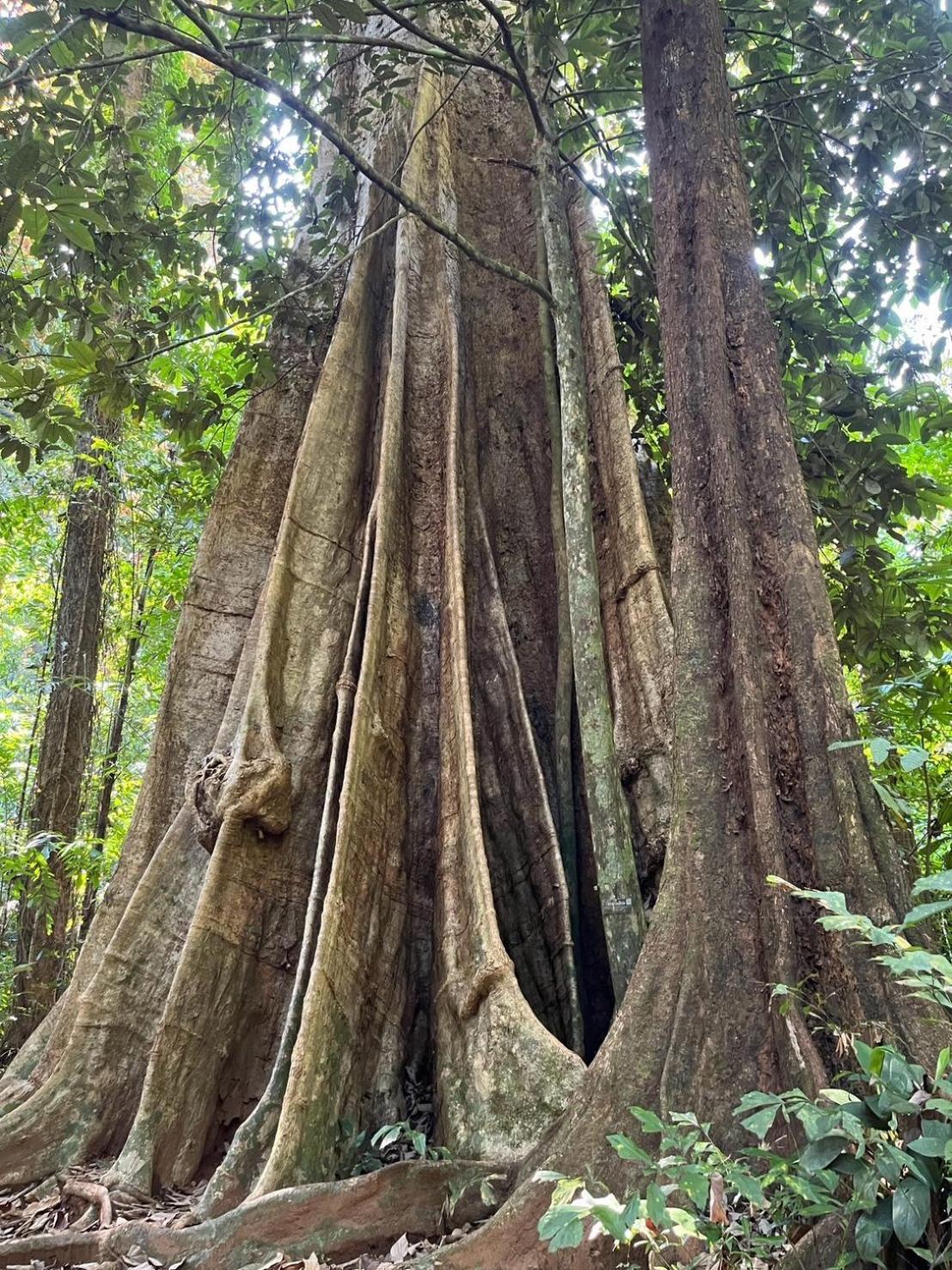 Ban Tha Ton Do Koh Yao Noi Daire Dış mekan fotoğraf